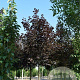 Acer plat. 'Royal Red' 10-12 HO 35L