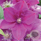Clematis 'Rahvarinne' 80 cm rozenpot 2L