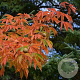 Aesculus 'Autumn Splendor' 14-16 HO 50L