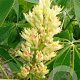 Aesculus flava 14-16 HO 50L