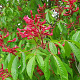 Aesculus pavia 10-12 HO 35L