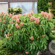 Aesculus pavia 'Rosea Nana' 10-12 cm 35L 180 cm stam