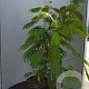 Albizia julibr. 'Evi's Pride' 125-150 cm 20L