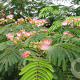 Albizia julibr. Tropical Dream 8-10 cm 35L