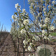 Amelanchier can. 'October Flame' 6-8 cm 30L beveerd 