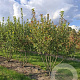 Amelanchier can. Rainbow Pillar 6-8 cm 30L beveerd 