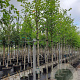 Amelanchier lamarckii 10-12 HO 35L