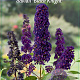 Buddleja d. 'Black Knight' 30-40 cm 2,0L