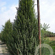 Carpinus bet. 'Bonanomi' 10-12 cm 35L beveerd 