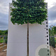 Carpinus betulus 20-25 cm 45L 150 cm stam lei 150x150