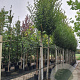 Carpinus bet. 'Fastigiata' 14-16 cm 35L 200 cm stam