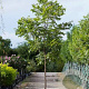 Carya illinoin. 'Mohawk' 10-12 cm 45L