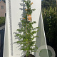 Campsis rad. 'Flava' 175-200 cm 7,5L