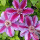 Clematis 'Tudor' 80 cm rozenpot 2L
