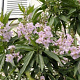 Chitalpa tashk. Summer Bells 200-250 cm 35L meerstammig solitair