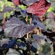 Corylus a. Red Ghost 8-10 cm 35L