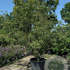 Cornus k. 'China Girl' 200-250 cm cont. 110L