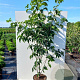 Cornus Starlight 6-8 cm 45L beveerd 