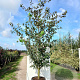 Cydonia o. 'Leskovacka' 8-10 HO 30L