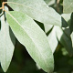 Elaeagnus commutata 'Zempin' 8-10 cm 45L