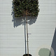 Elaeagnus ebbingei 10-12 HO container 180 cm stam leiboom