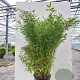 Fargesia murieliae 'Jumbo' 100-125 cm 10L