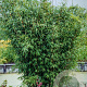 Fargesia nitida 200-250 cm cont. 90L