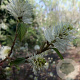 Fothergilla major 30-40 cm 3,0L