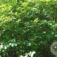 Fothergilla major 30-40 cm 3,0L