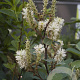 Fothergilla major 30-40 cm 3,0L