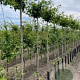 Ginkgo bil. 'Globus' 12-14 cm 50L 225 cm stam