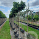 Ginkgo bil. 'Mariken' 6-8 cm 18L 200 cm stam