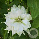 Clematis 'Yukiokoshi' 80 cm rozenpot 2L