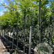 Gleditsia triac. 'Sunburst' 8-10 cm 35L