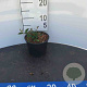 Cotoneaster lacteus 150-175 cm 7,5L
