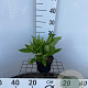 Hydrangea macrophylla 'White Wave' 25-30 cm 2,0L