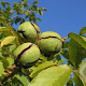 Juglans r. 'Bella Maria' 10-12 HO 35L