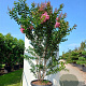 Lagerstroemia 'Sioux' 6-8 cm 35L BEVEERD