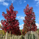 Liquidambar s. 'Fame4ever' 12-14 HO 35L