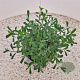 Eriostemon myoporoides 25-30 cm 2,5L