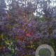 Liquidambar s. 'Jason' 14-16 cm cont. 70L 240 cm stam dakvorm