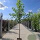 Liquidambar s. 'Worplesdon' 10-12 HO 35L