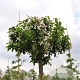 Malus 'Adirondack' 10-12 cm 35L 225 cm stam