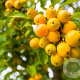 Malus 'Comtesse de Paris' 16-18 cm 50L