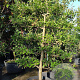 Malus d. CPRO Elstar 20-25 HA C165 Leivorm 50 cm stam