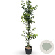 Malus 'Evereste' 200-250 cm 18L