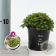 Hebe 'Prostrata' 10-15 cm C1