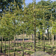 Malus toringo 'Brouwers' 10-12 HO 35L
