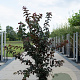 Malus toringo 'Scarlett' 175-200 cm 35L solitair meerstammig