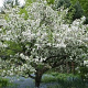Malus toringo 'Tina' 10-12 cm 35L 225 cm stam
